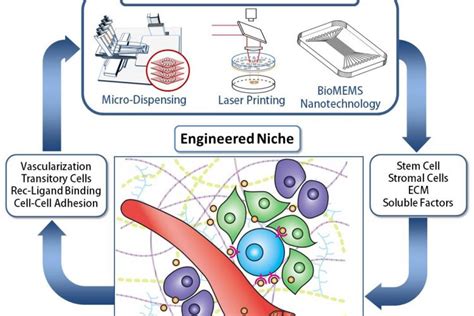 niche engineering